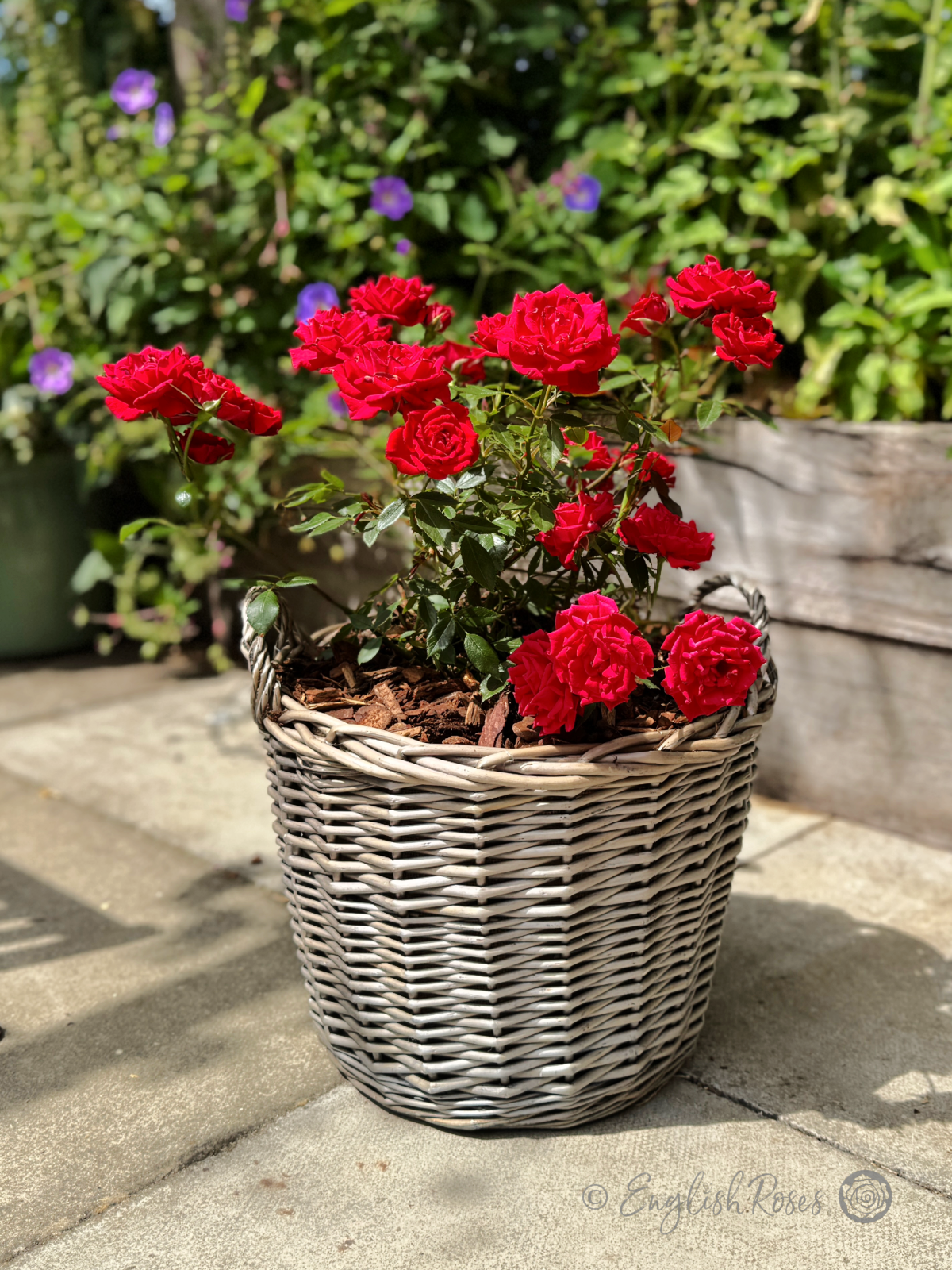 Special Grandad Rose in Large Willow Basket - Multiple red patio roses planted in a willow basket