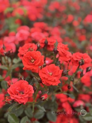 Special Wishes Red Patio Rose Main Image - abundance of red blooms and buds
