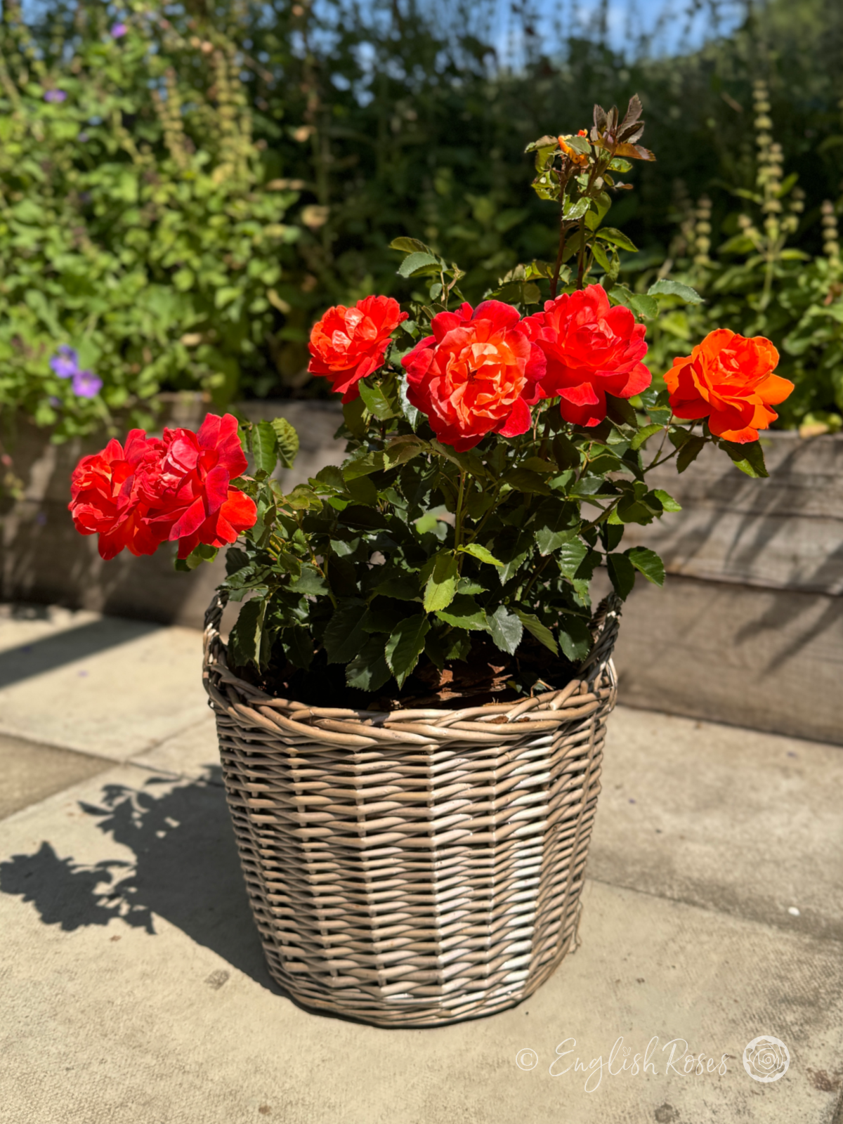 Super Trouper Gift Planted Rose Bush - orange red blooms in a willow basket on a garden patio