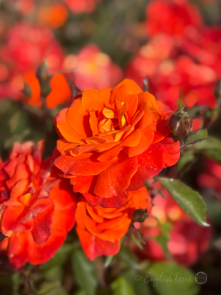 Super Trouper Rose Orange Bloom Rose Bush Main Image - bright orange floribunda rose