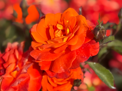 A Rose For My Wonderful Brother A Rose For My Wonderful Brother Image