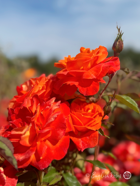 Super Trouper Rose Multiple Red Orange Blooms with buds