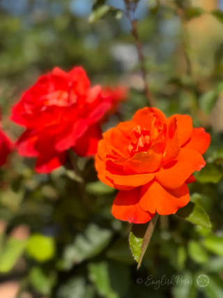 Super Trouper Rose Two Orange Red Blooms - bright orange red flowers with green foliage