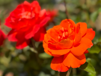 Super Trouper Rose Super Trouper Rose Image