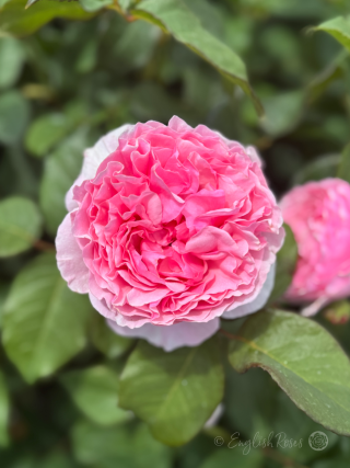 The Enchantress Rose Pink Rose Close Up Bloom with green foliage