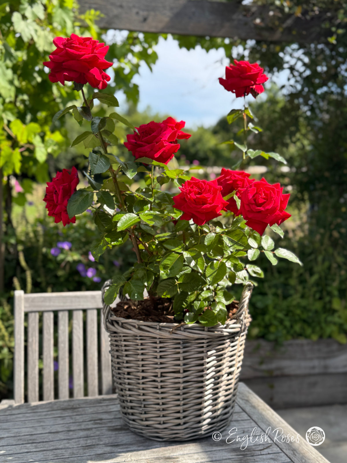 Thinking Of You Rose Gift Planted Basket - A sunny garden with a red hybrid tea rose in a willow basket