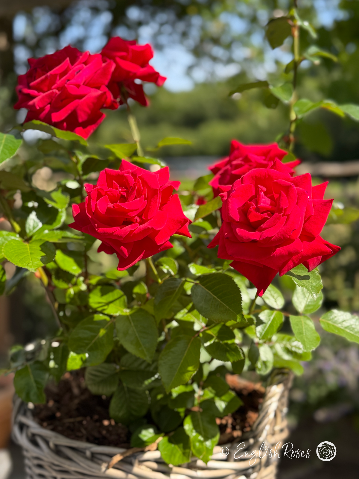 Thinking of You Rose Close Up Blooms in Basket - Close up of multiple large red hybrid tea blooms