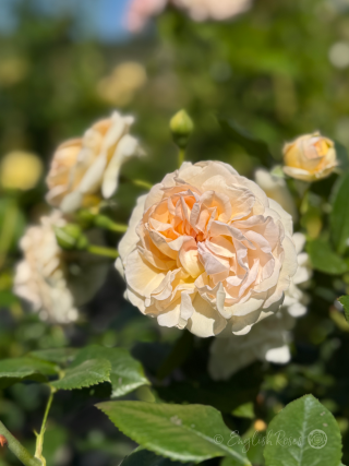 Timeless Cream Rose Multiple Blooms - cream hybrid tea rose with buds and green foliage in sunny garden