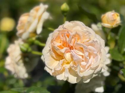 A Rose for Remembering Mum A Rose for Remembering Mum Image