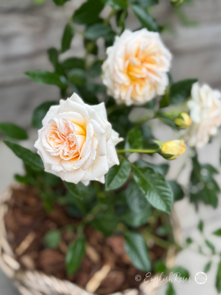 Timeless Cream Rose Willow Basket Close Up - Cream classic hybrid tea shaped bloom with buds