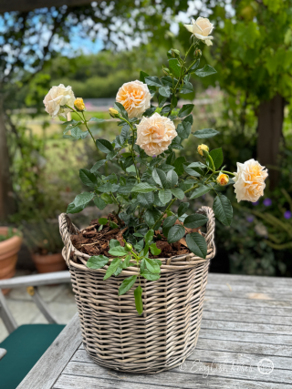 Timeless Cream Rose Willow Basket Main Image - Cream hybrid tea rose in a sunny patio garden space