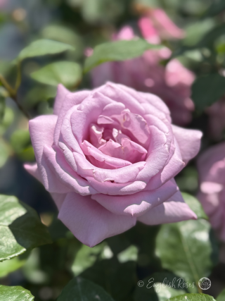 Twice in a Blue Moon Rose Close Up Bloom Main Image - A close up of a single lilac purple bloom with green leaves