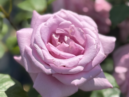 Twice In A Blue Moon Rose Twice In A Blue Moon Rose Image