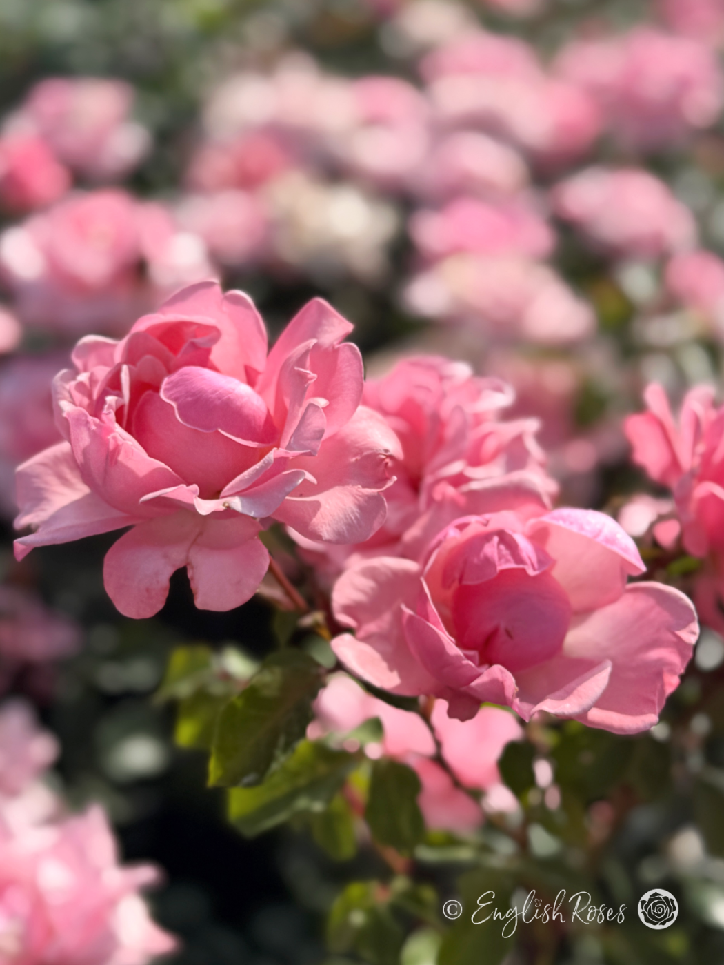 Valentine Heart Rose Multiple Blooms - pink blooms in sunny garden