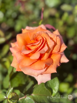 Warm Wishes Rose Single Bloom - Orange and pink tinged large hybrid tea bloom