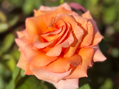 Warm Wishes Rose - 90th Birthday Rose Warm Wishes Rose - 90th Birthday Rose Image