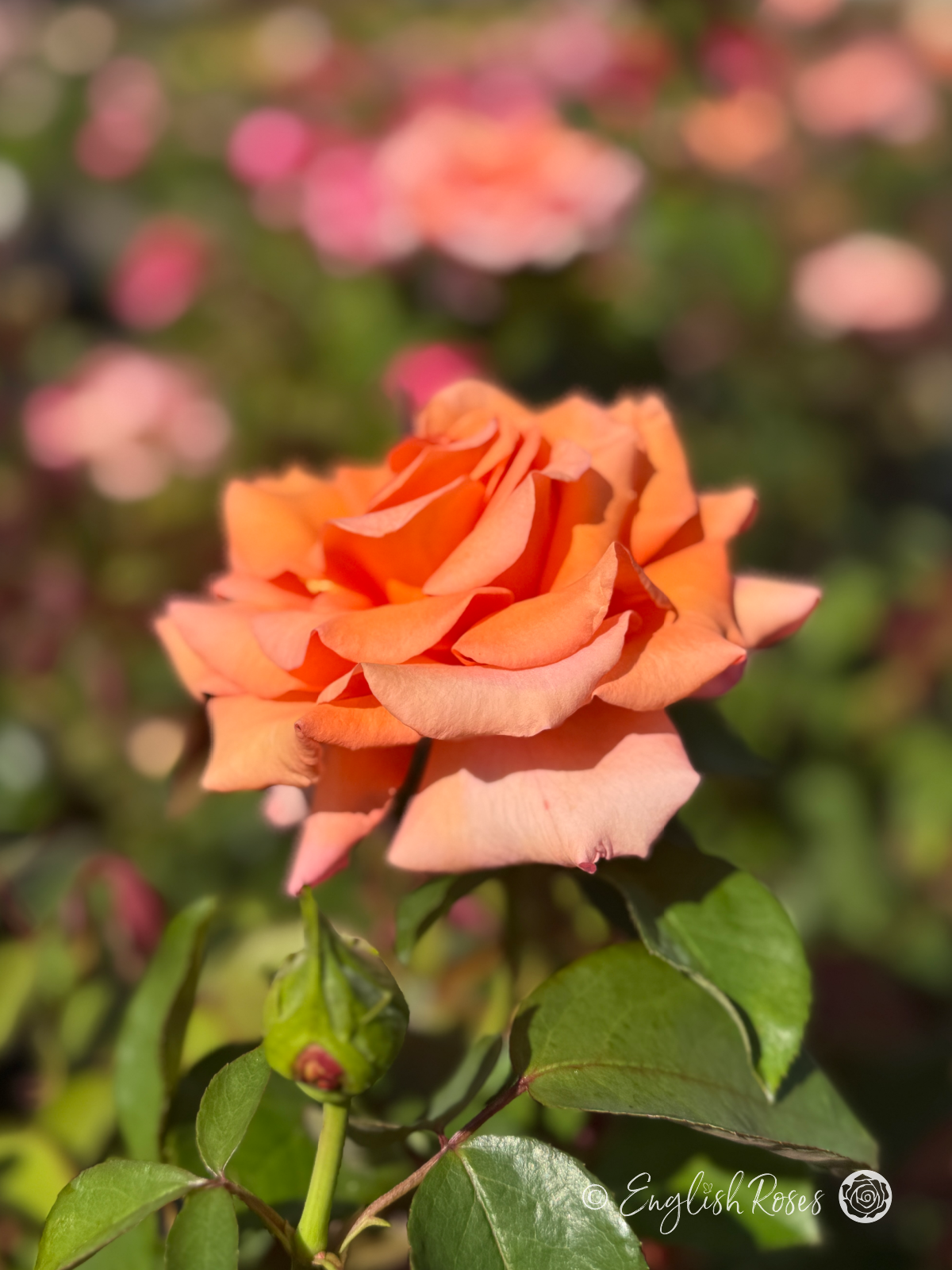 Warm Wishes Rose Single Bloom With Bud - Orange peach hybrid tea bloom with a bud and green foliage