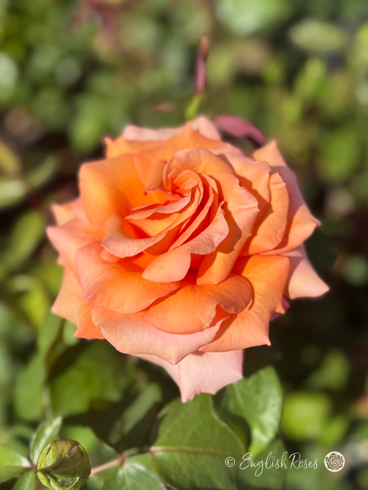 Warm Wishes Rose Single Bloom - Orange and pink tinged large hybrid tea bloom