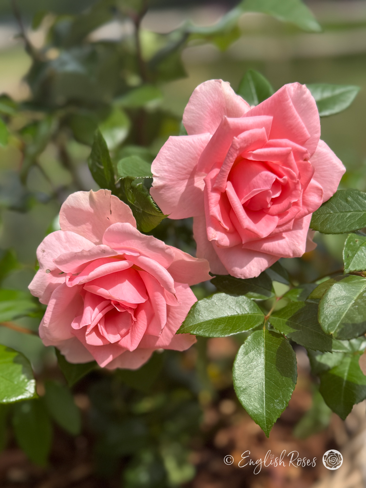 You're Beautiful Rose Close Up Pink Blooms - Sunny pink blooms with green foliage
