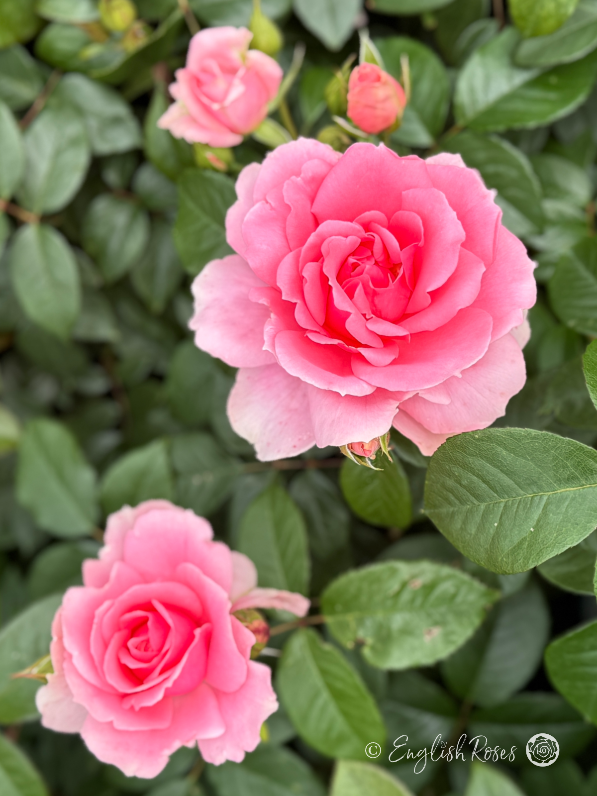 You're Beautiful Rose Multiple Blooms - Multiple pink floribunda buds and blooms with green foliage