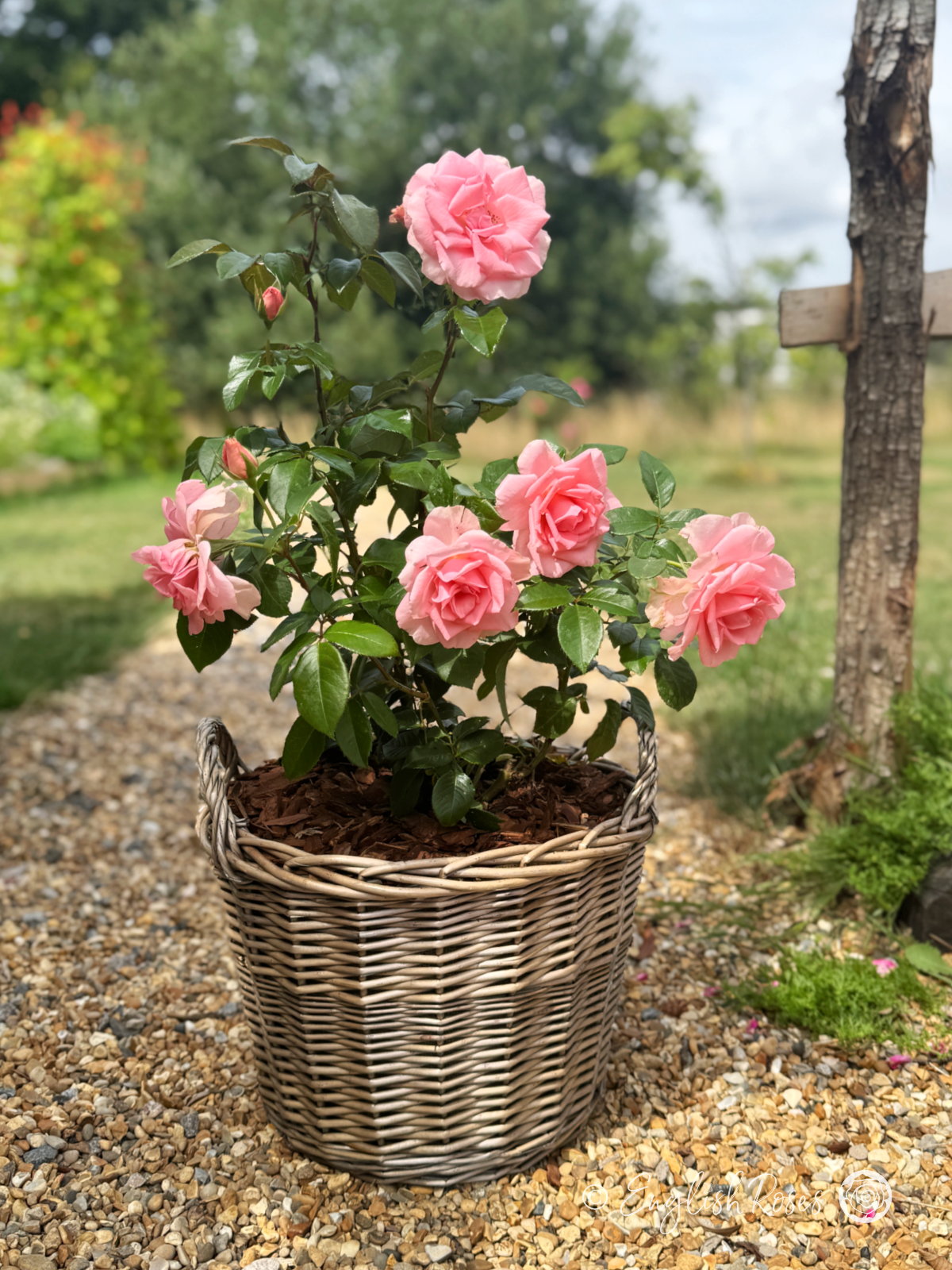 You're Beautiful Rose Pink Gift Planted Basket - Large pink rose blooms in a willow basket