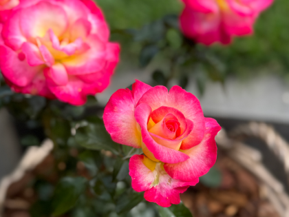 You're My Everything Rose Close Up Pink Cream Blend Blooms in Basket