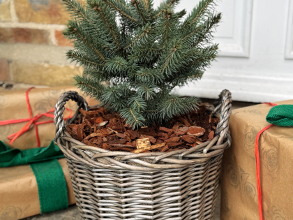 Potted Christmas Tree - English Roses Planted Basket Gift Potted Christmas Tree - English Roses Planted Basket Gift Image