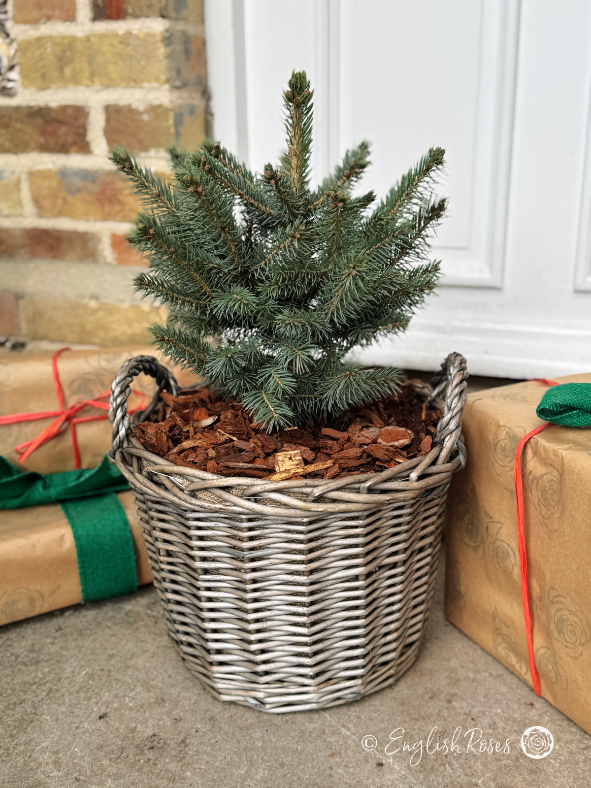 English Roses Planted Christmas Tree 3
