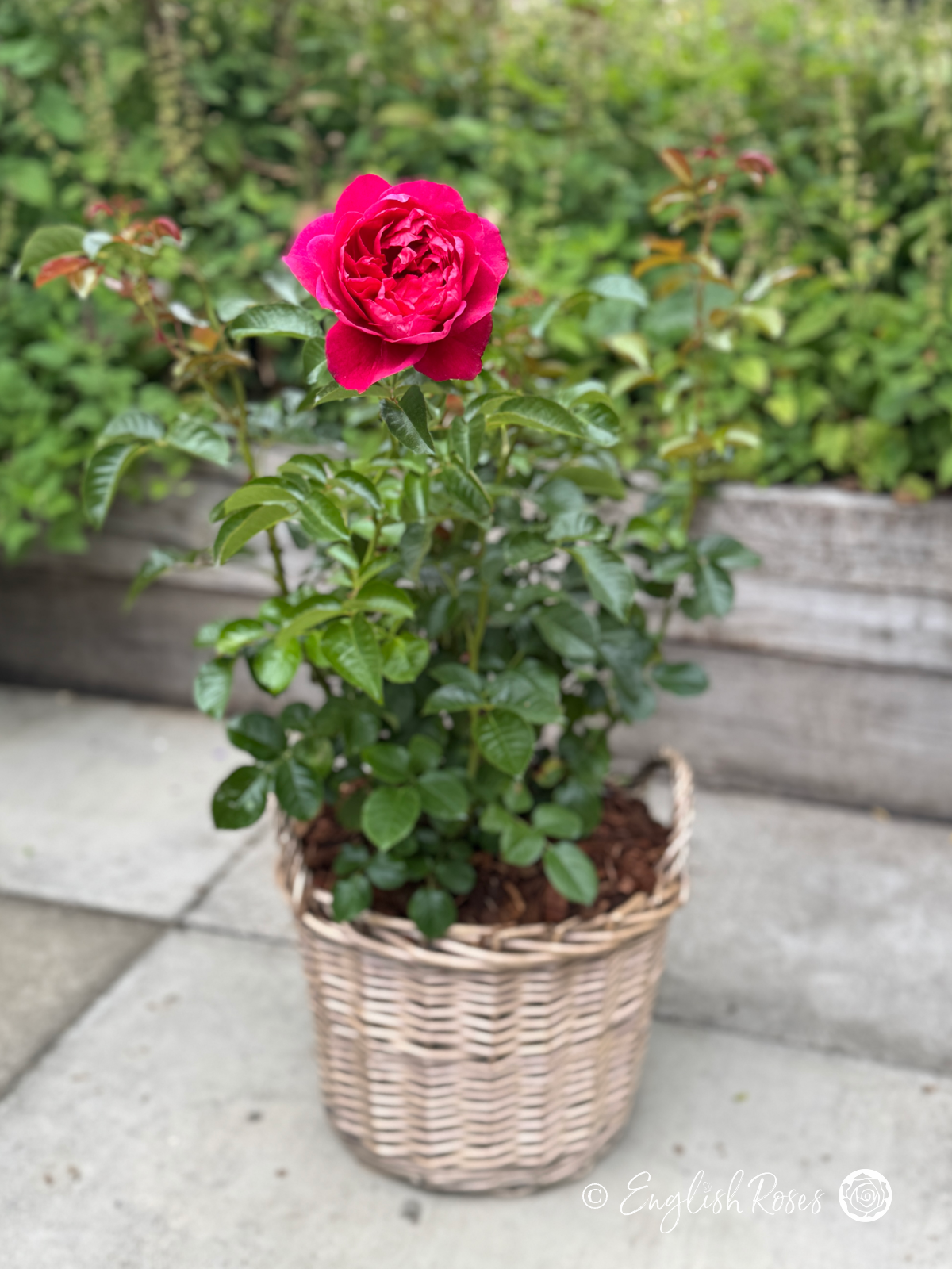 Soul Rose Planted in a Patio Basket - Climbing pink rose in a basket