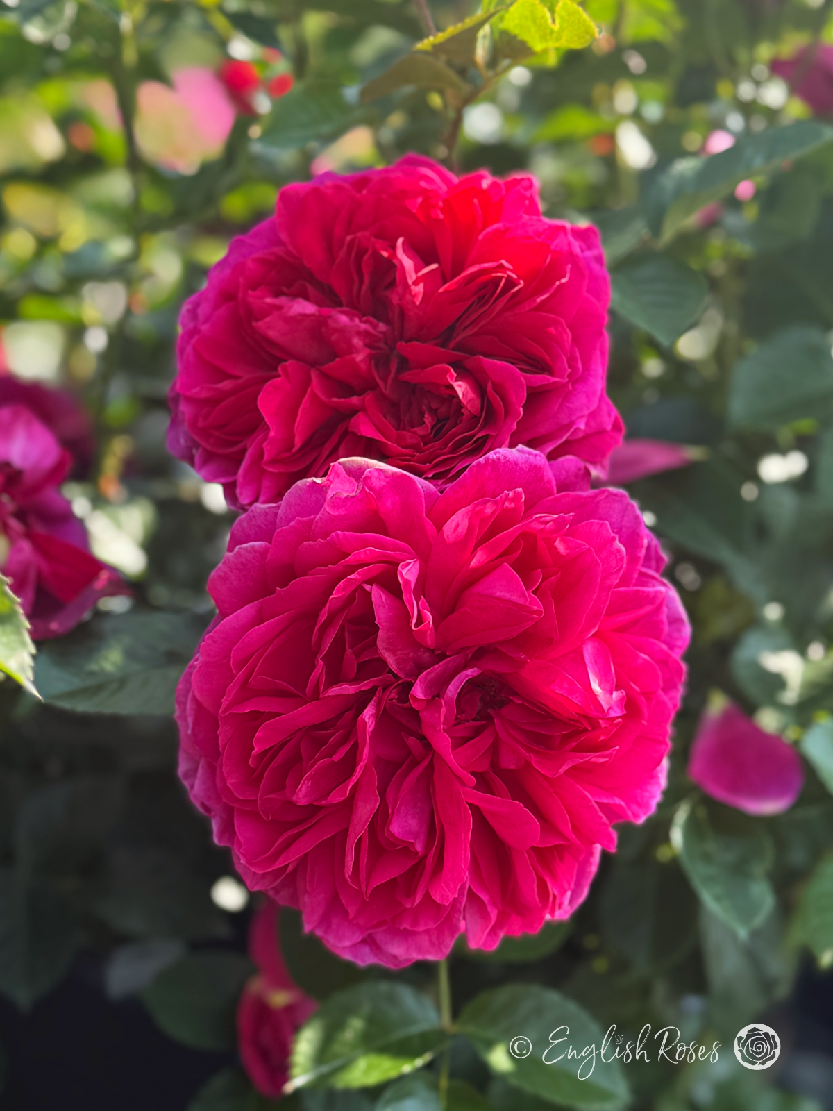 Soul Rose Two Blooms - Two deep pink climbing rose blooms