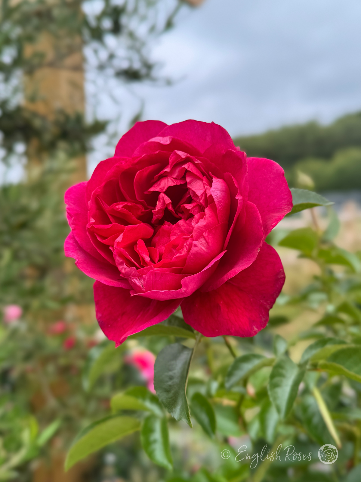 Soul Rose Violet Pink Climbing Rose Open Bloom