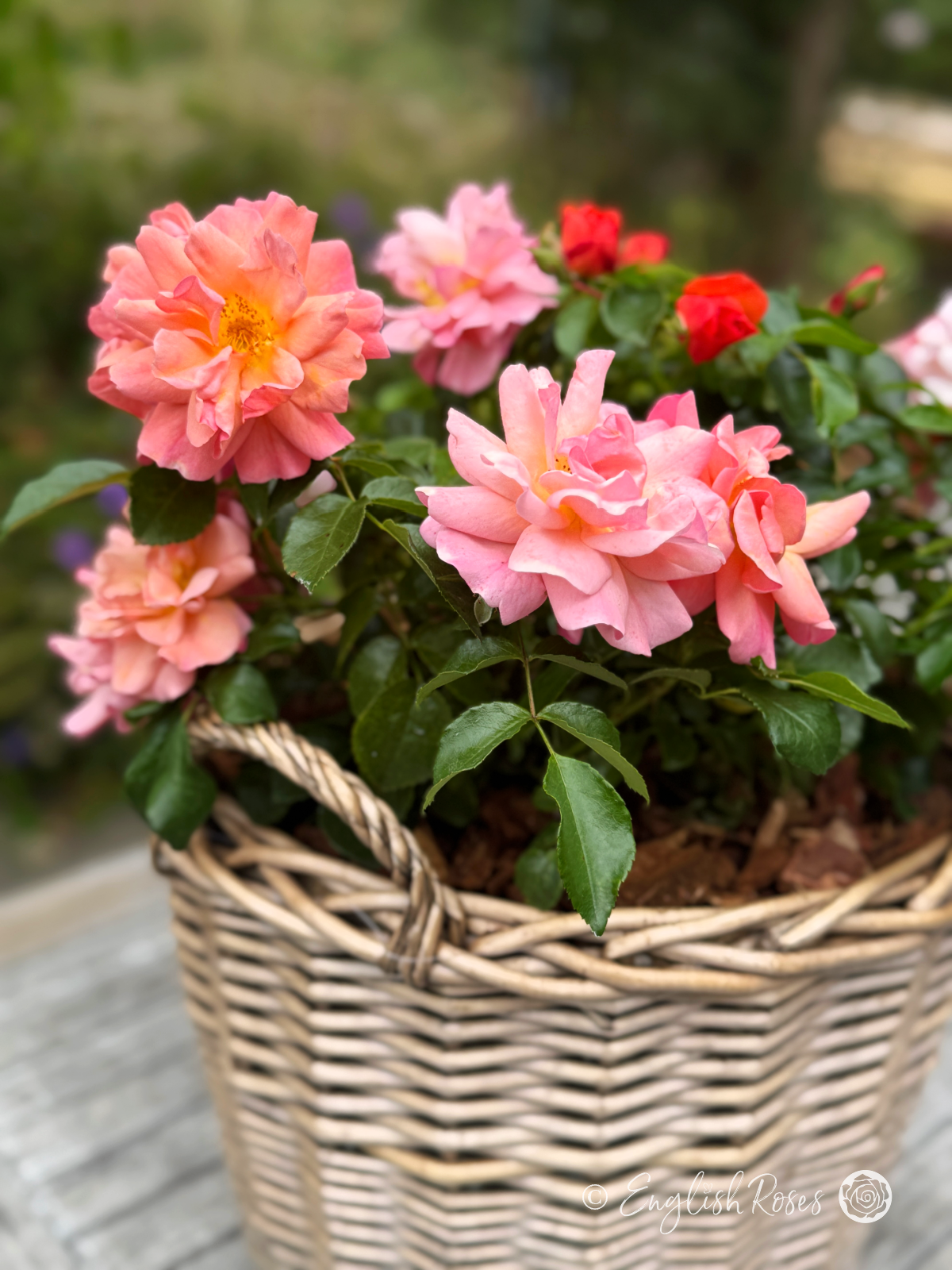 Summer Beauty Rose Close Up Rose Blooms in Basket - Pink Apricot pink tone roses