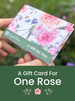 One Rose Gift Card - English Roses Gift Voucher