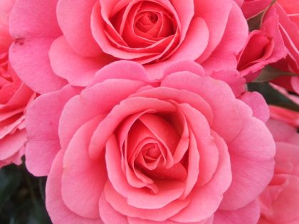 Anne's Rose Anne's Rose Image