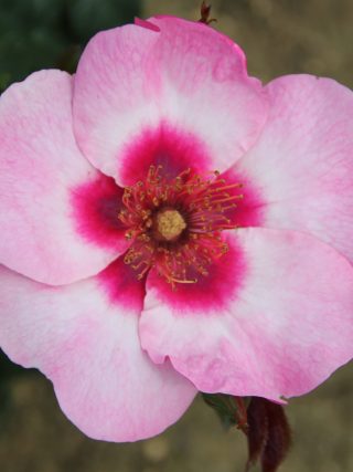 Bright As A Button Rose