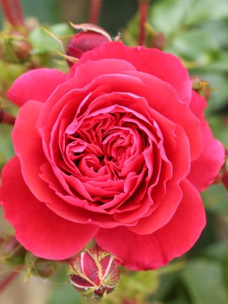 Gift of Friendship Rose