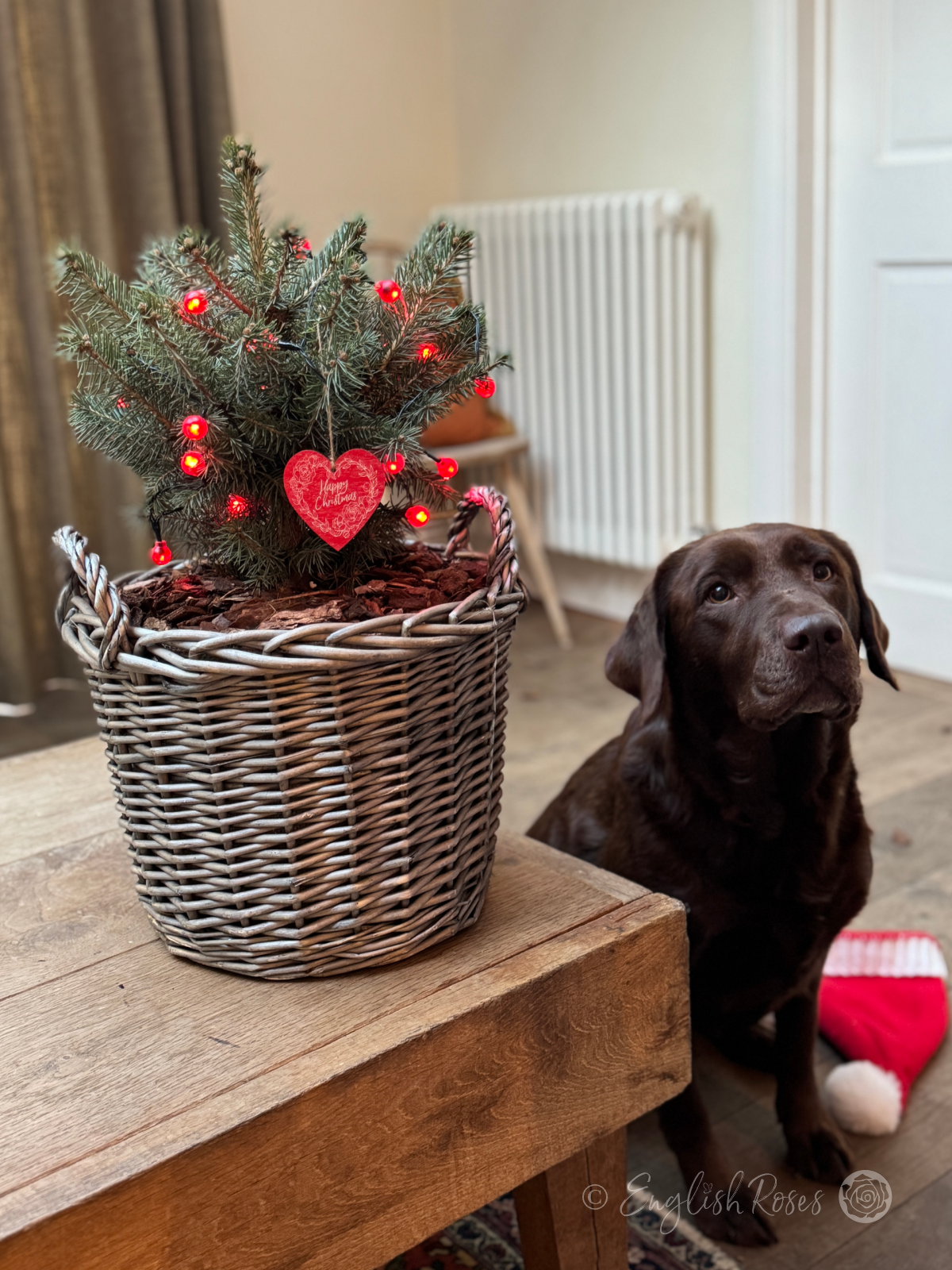 English Roses Christmas Tree - Family dog with small Christmas tree