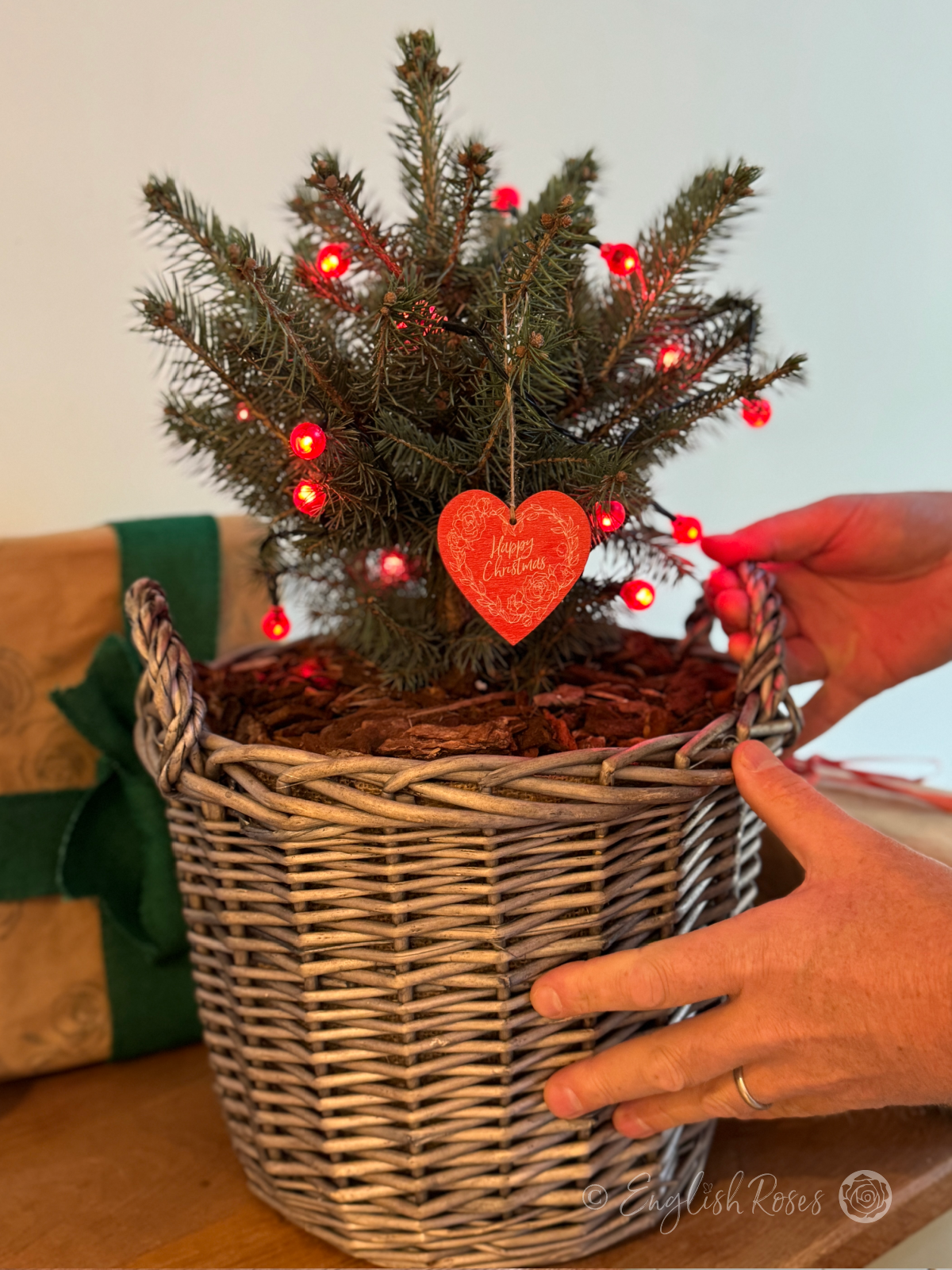 English Roses Christmas Tree - Ready planted Blue Spruce Christmas Tree