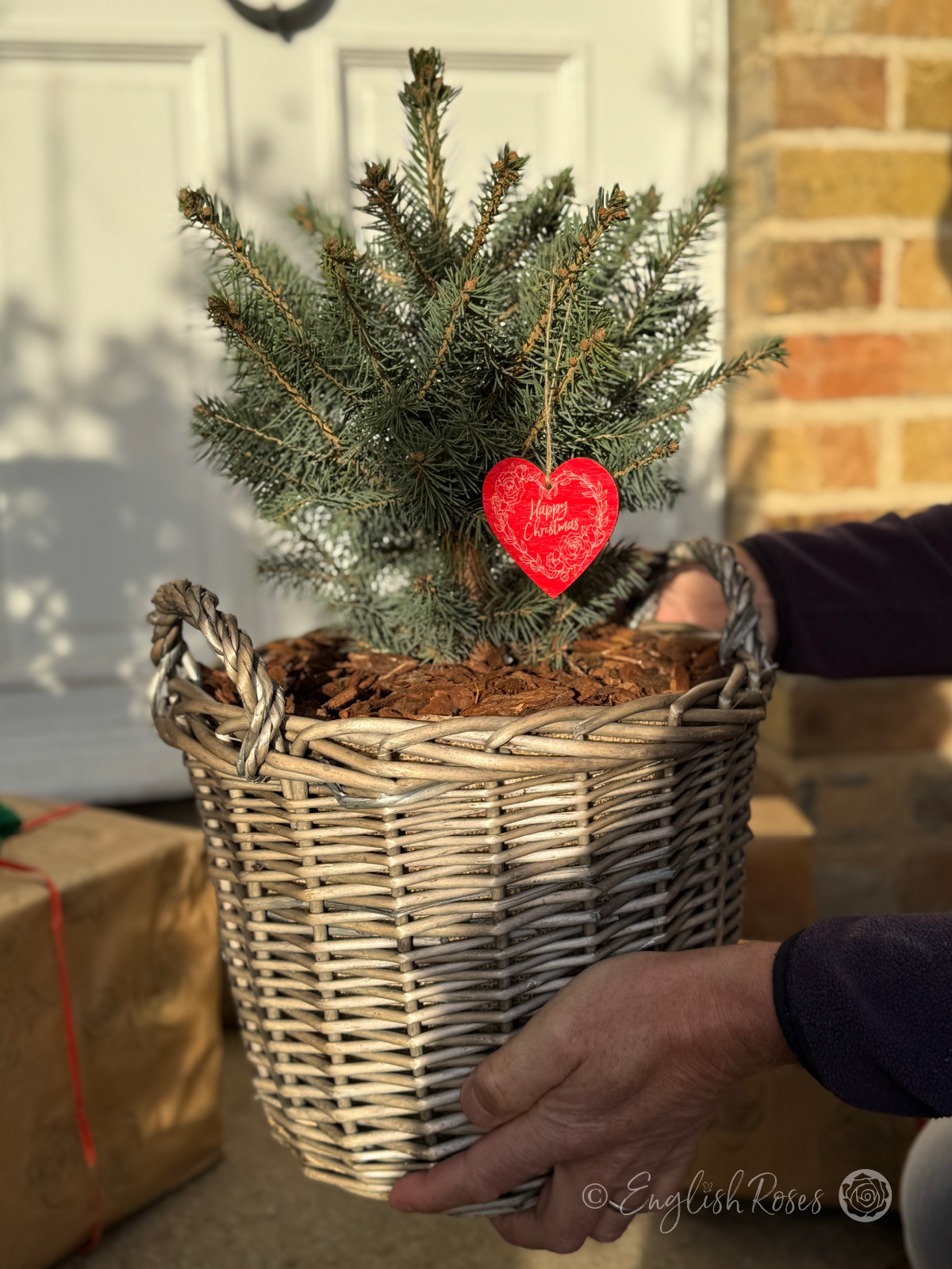 English Roses Christmas Tree Main - Hands holding the tree on doorstep