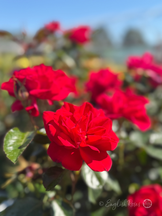 On Your Ruby Wedding Rose - main image