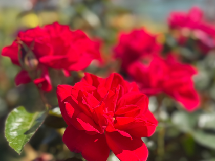 Ruby Wedding Day Rose Ruby Wedding Day Rose Image