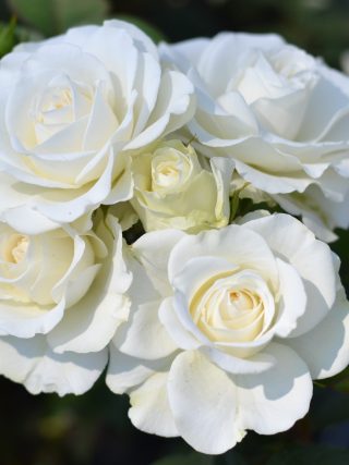 Precious Diamond Rose