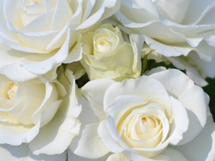 Precious Diamond Rose Precious Diamond Rose Image