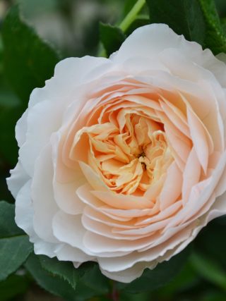 Angel's Delight Rose