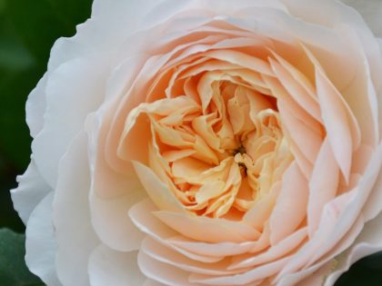 Angel's Delight Rose Angel's Delight Rose Image