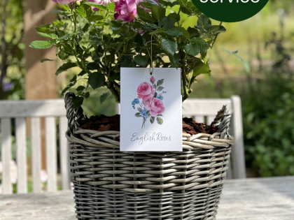 Large Willow Basket - Gift Plant Your Rose Large Willow Basket - Gift Plant Your Rose Image