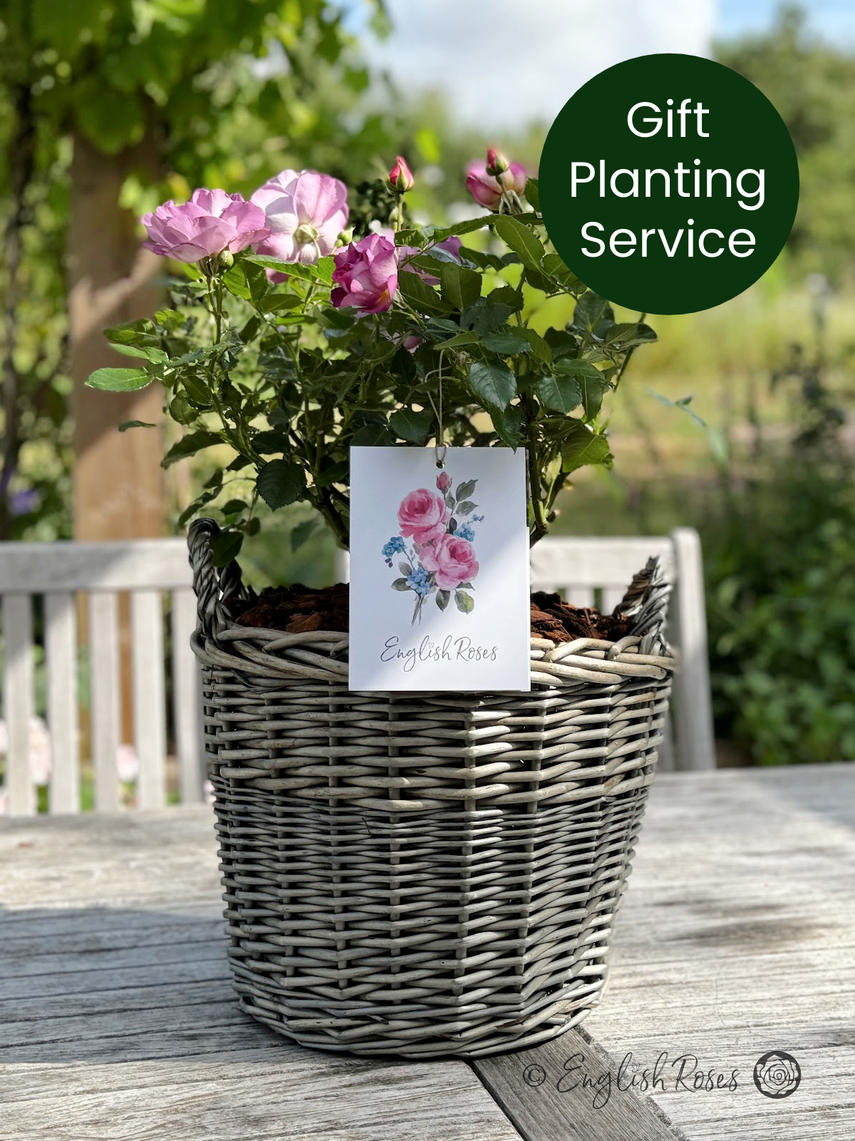 English Roses Gift Planting Service Willow Basket