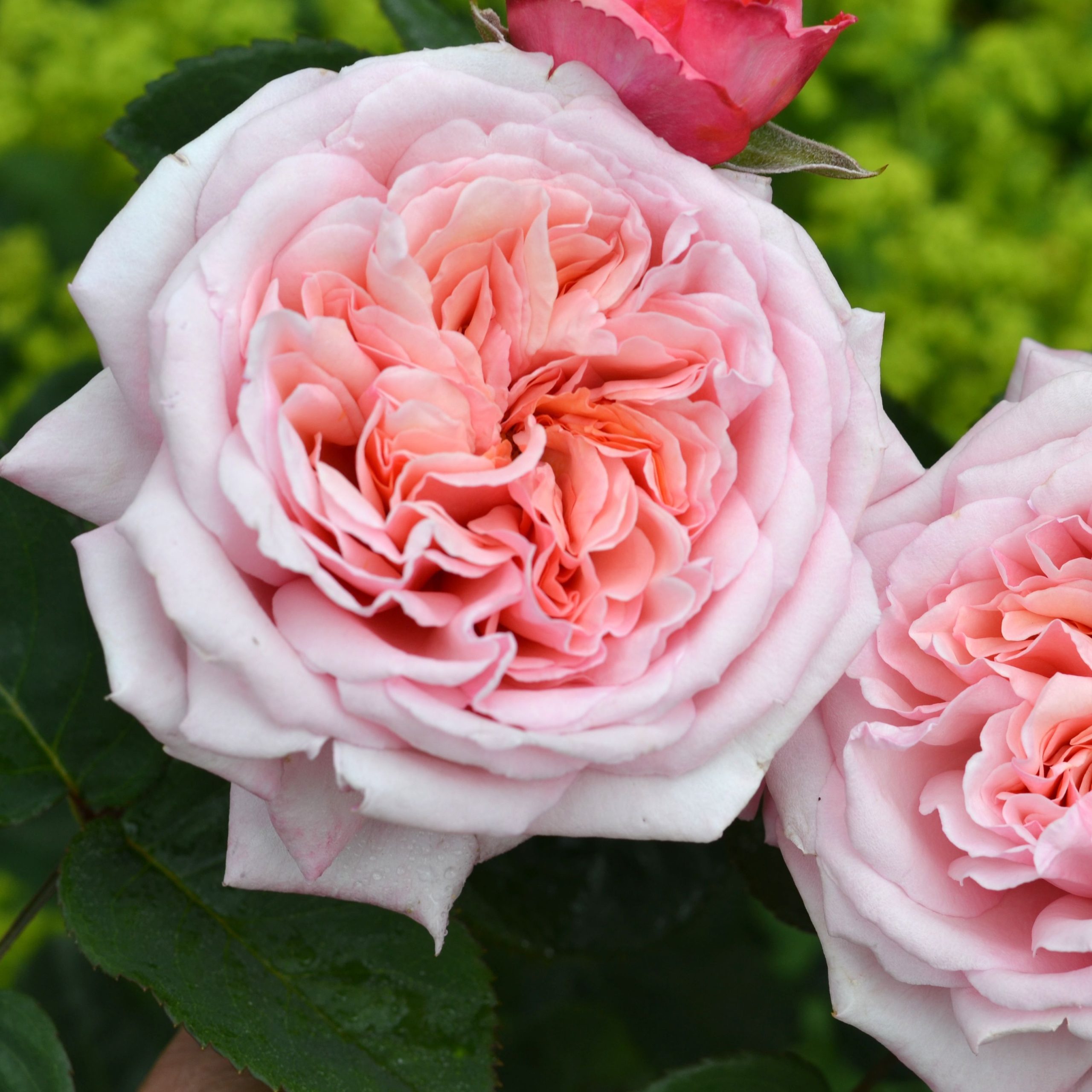 Never Ending Story Rose