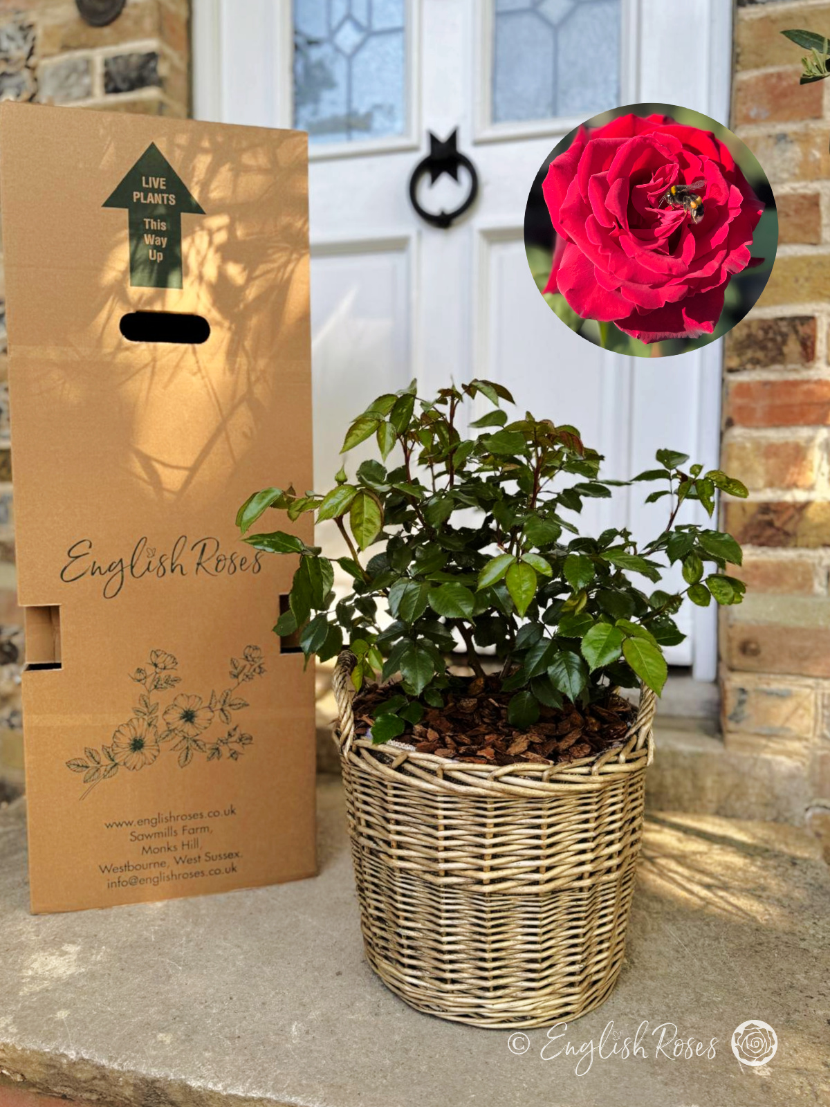 Scented Rose Gift For A Valentine - English Roses Planted Basket (Deep Secret Rose)
