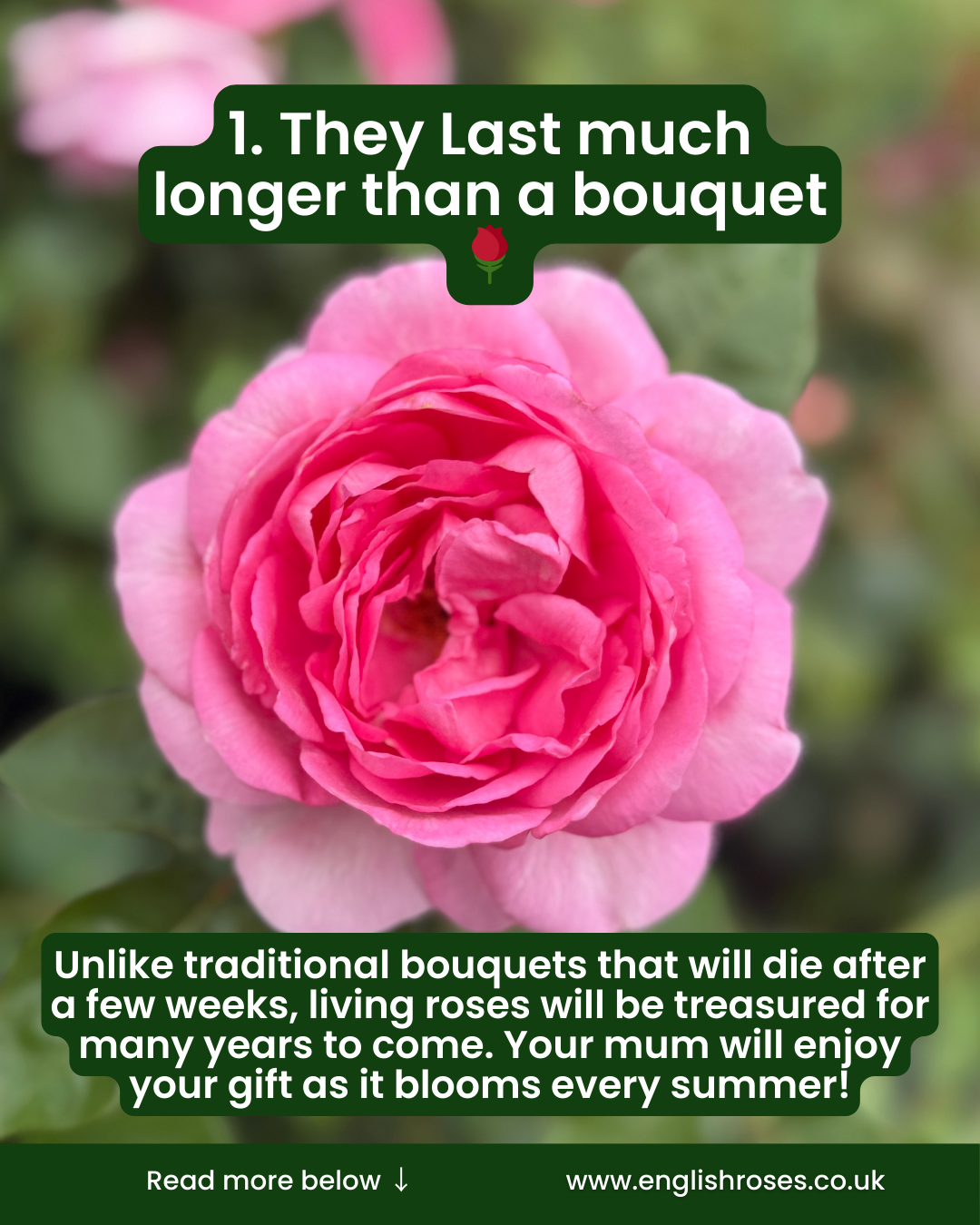 5 Reasons to buy a rose for mother's day 2-